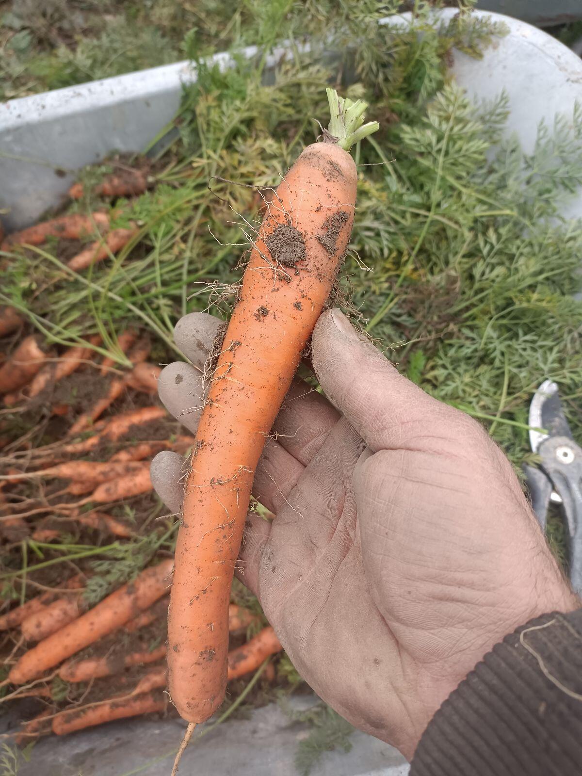 Speise-/Futterkarotten, Bio-Austria 2