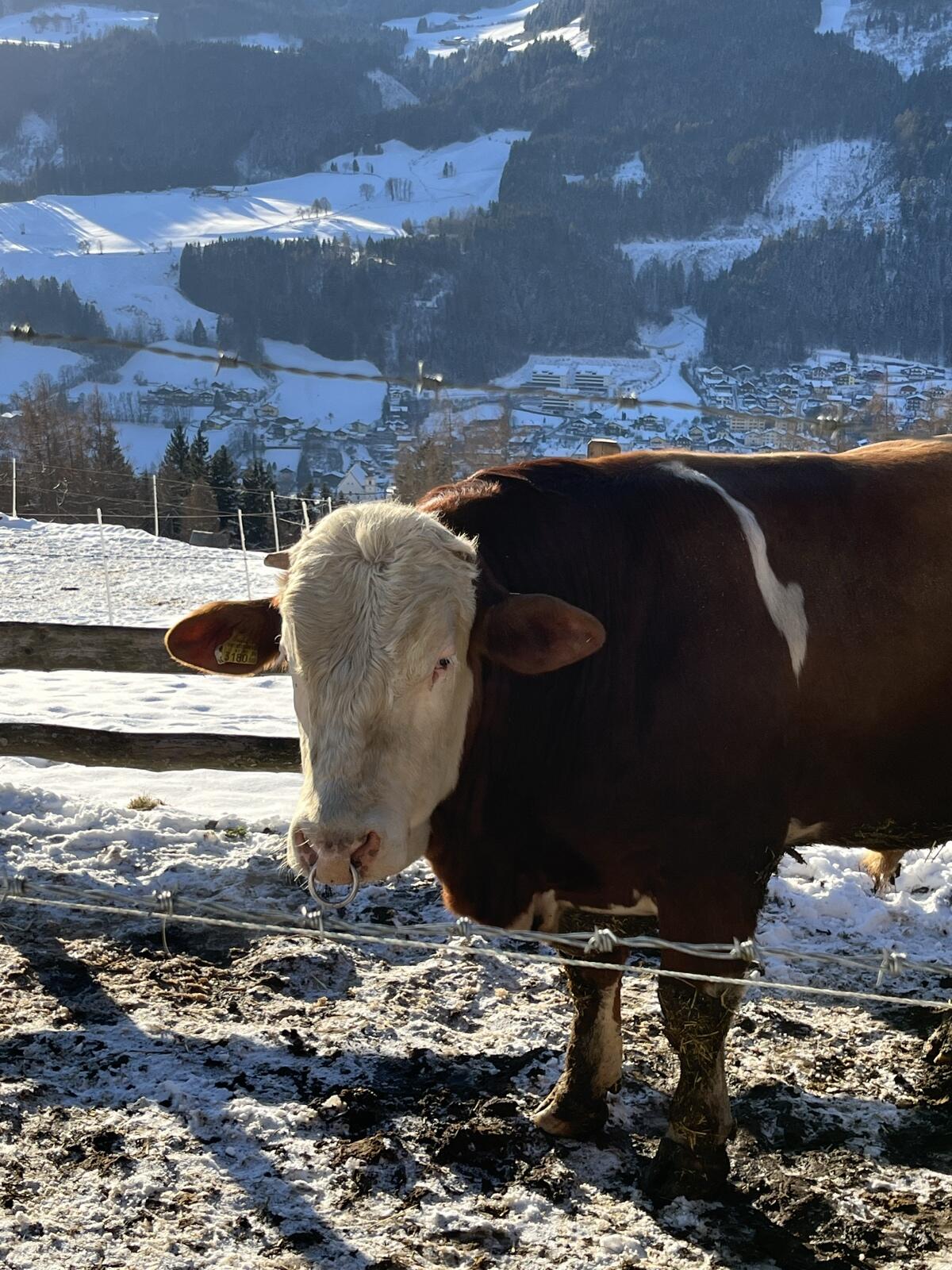 Fleckvieh Stier Pp 3