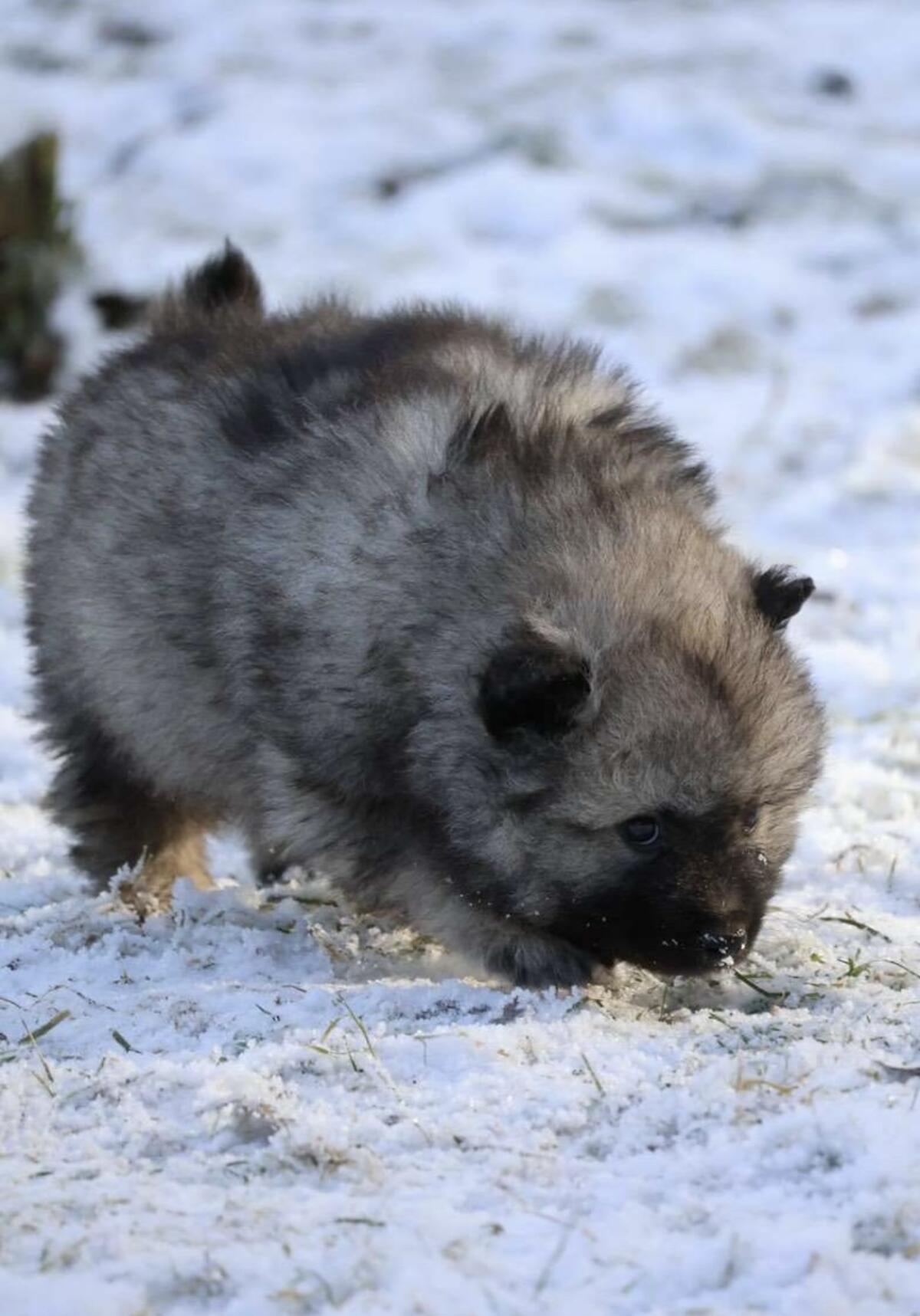 Wolfs-/Großspitz Welpen 2