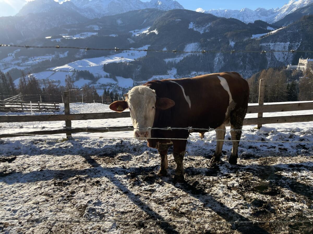 Fleckvieh Stier Pp 2