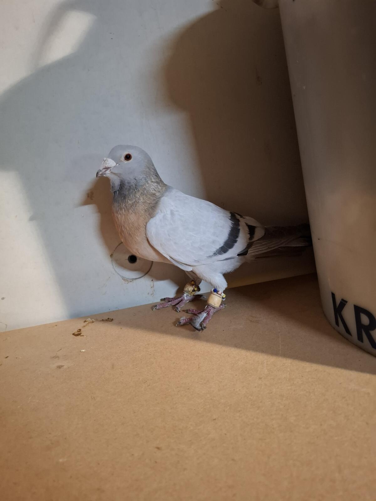 Verschiedene Rassen 2