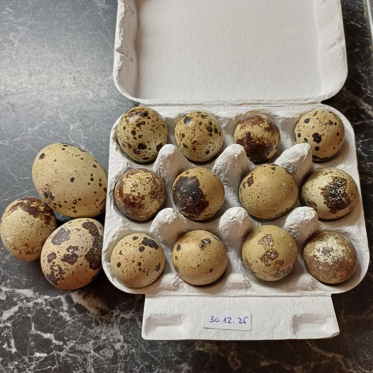 Wachteleier, Graz-Lend 2