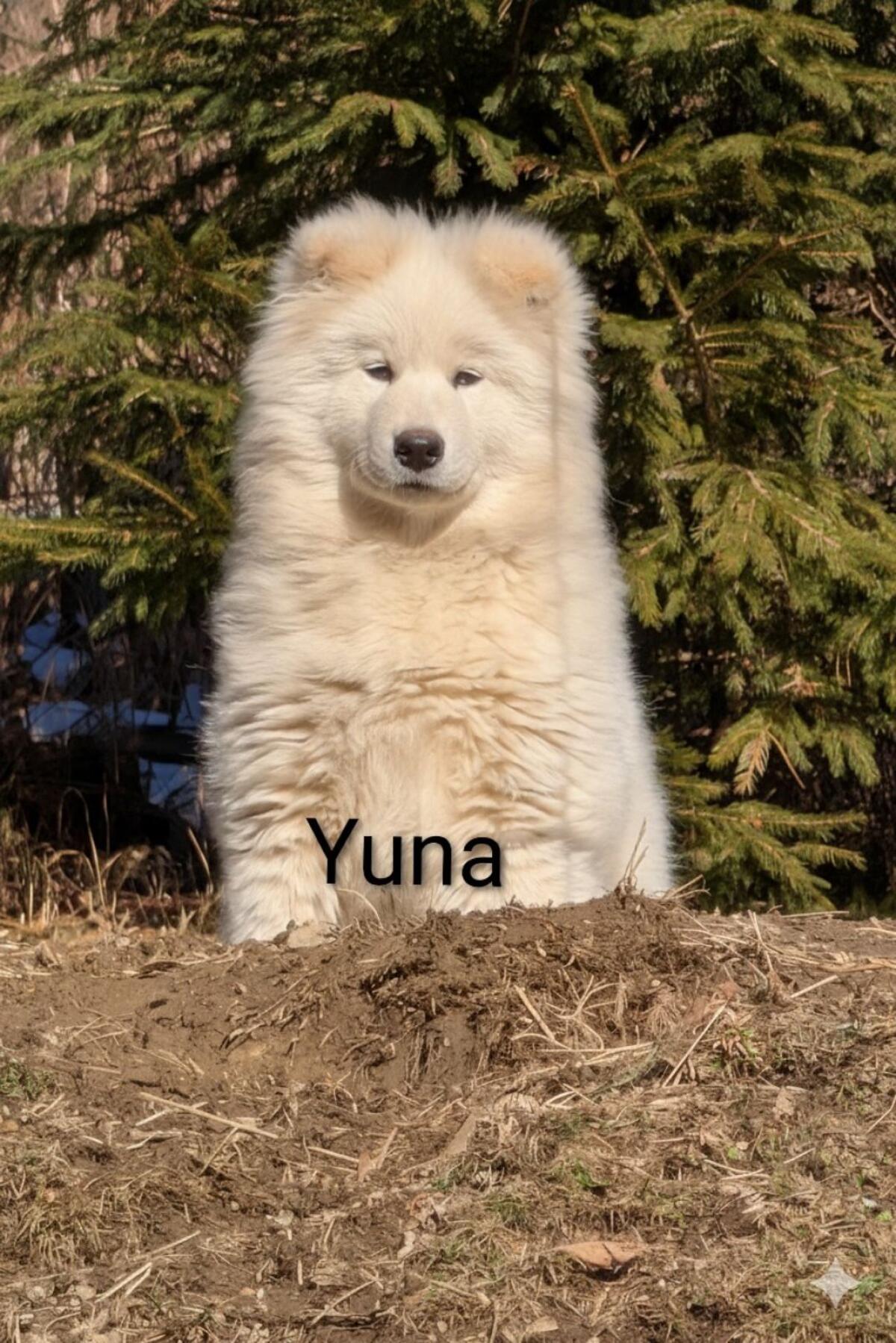 1 liebe reinrassige Samojeden-Welpen