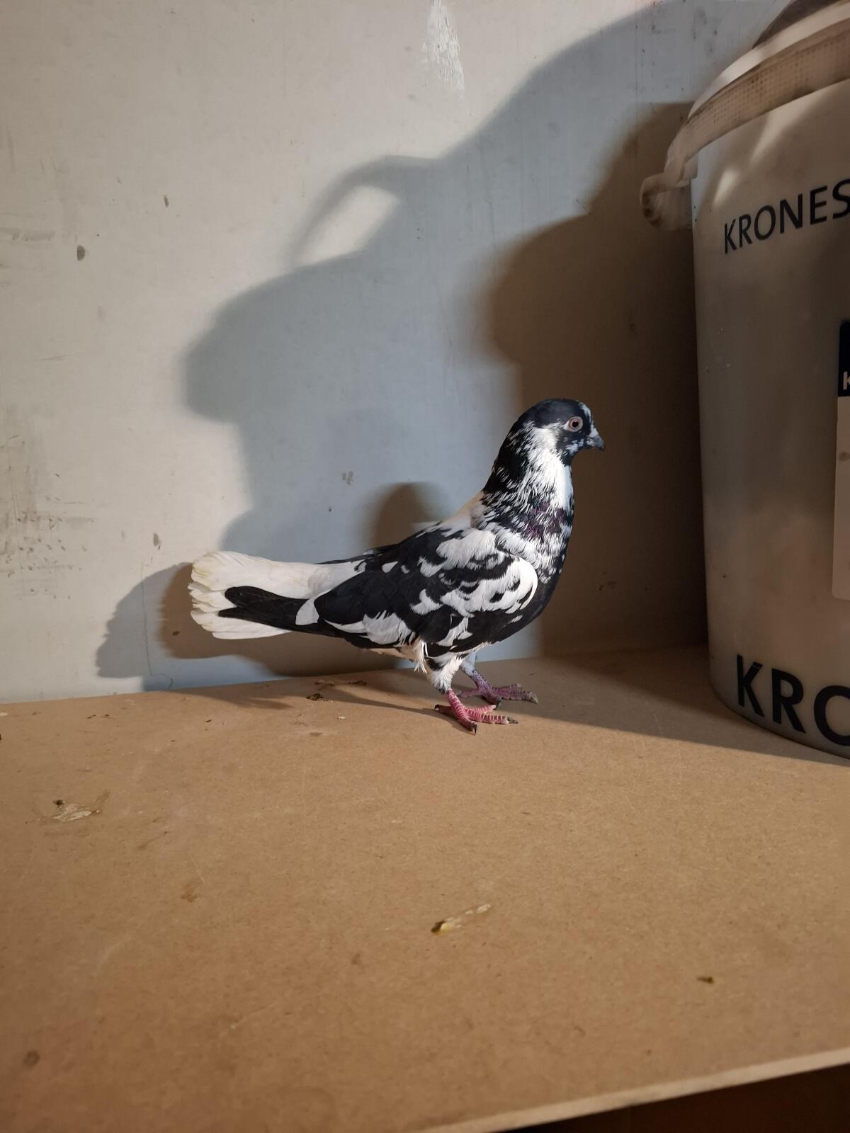 Verschiedene Rassen 3