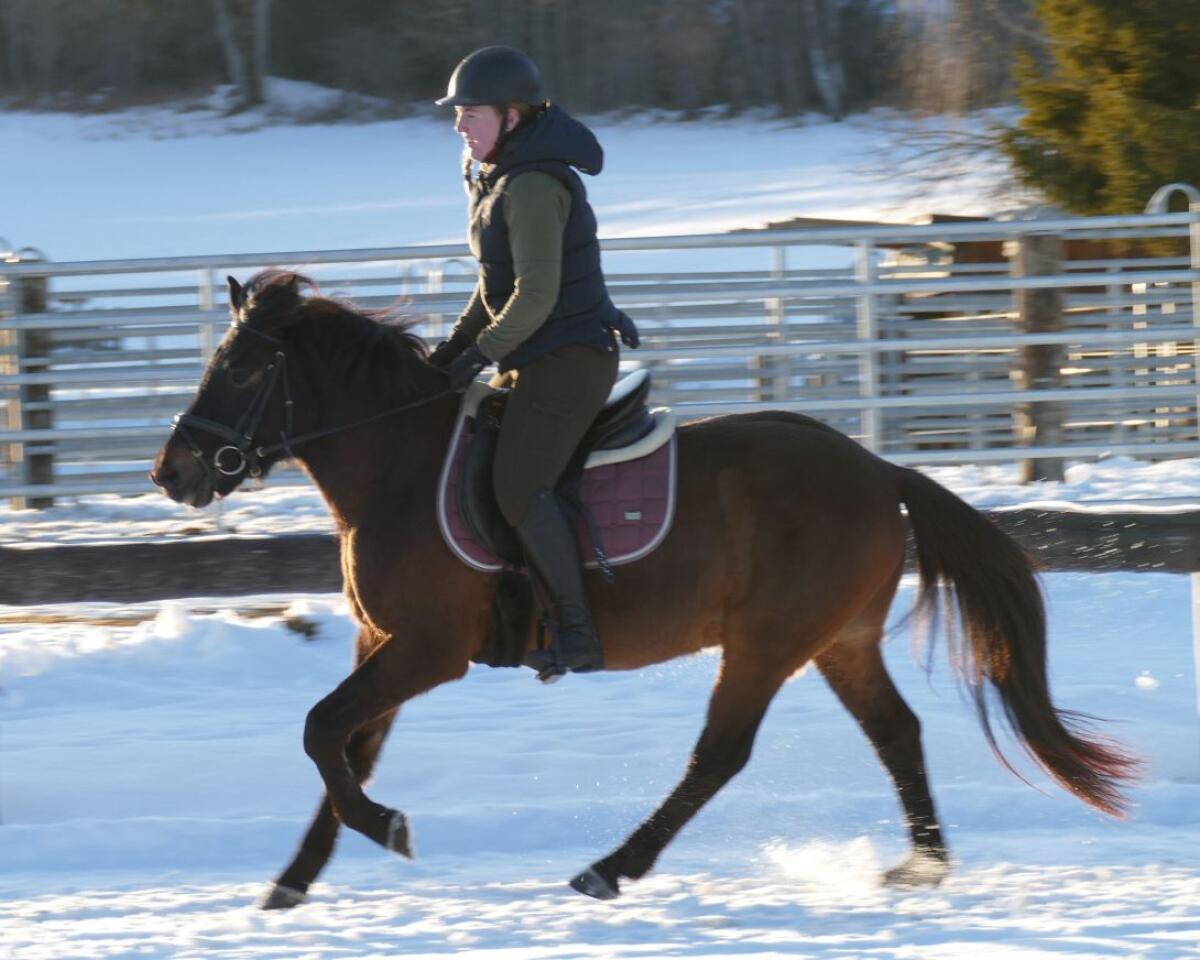 Huzule Wallach - ein Allrounder mit Klasse 3