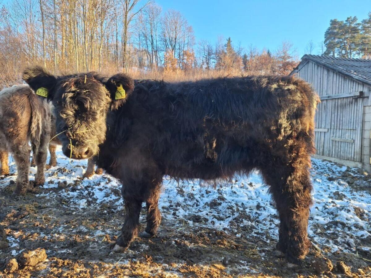 Galloway-Kälbinen 2