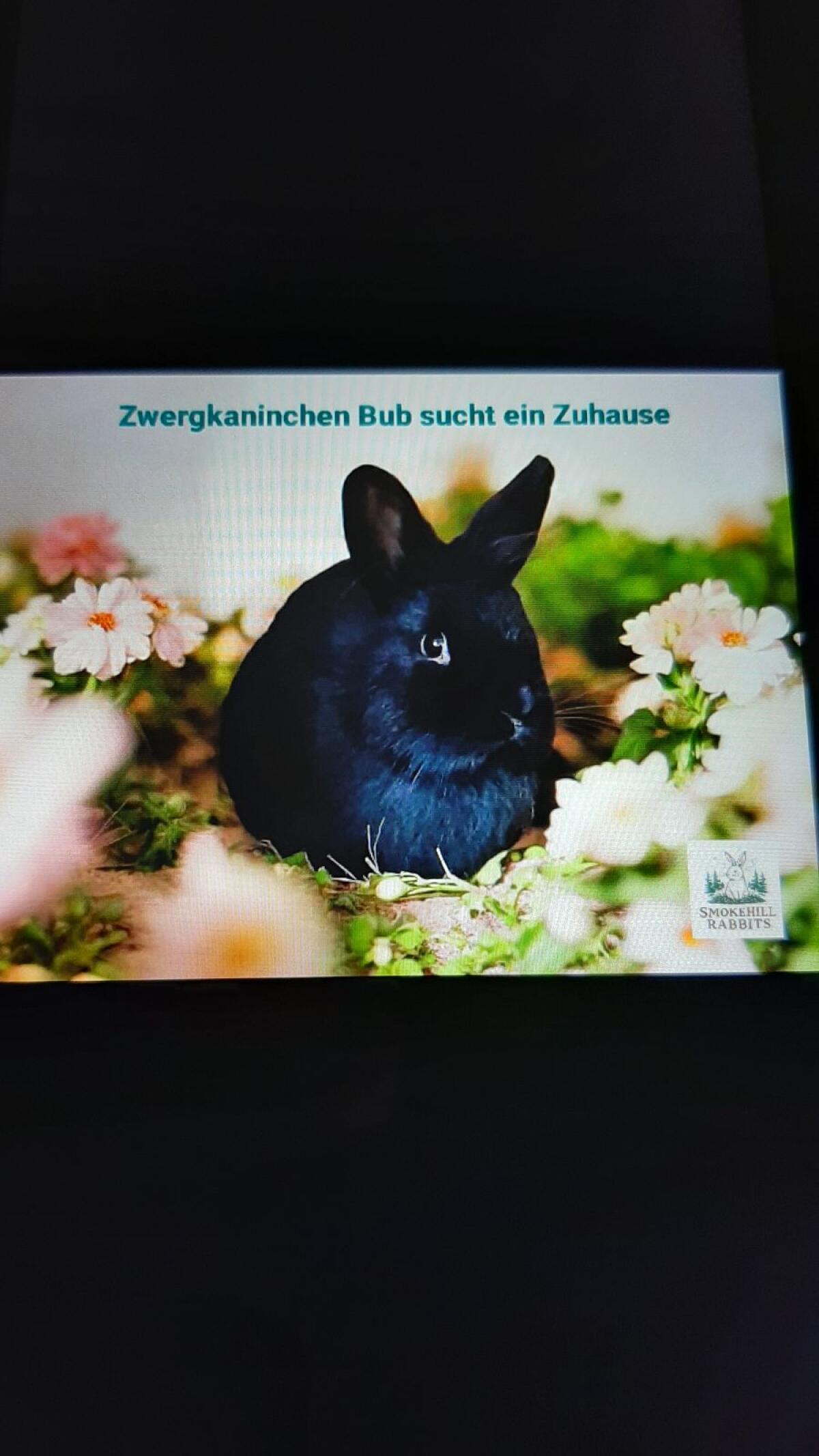 Zwergkaninchen 2