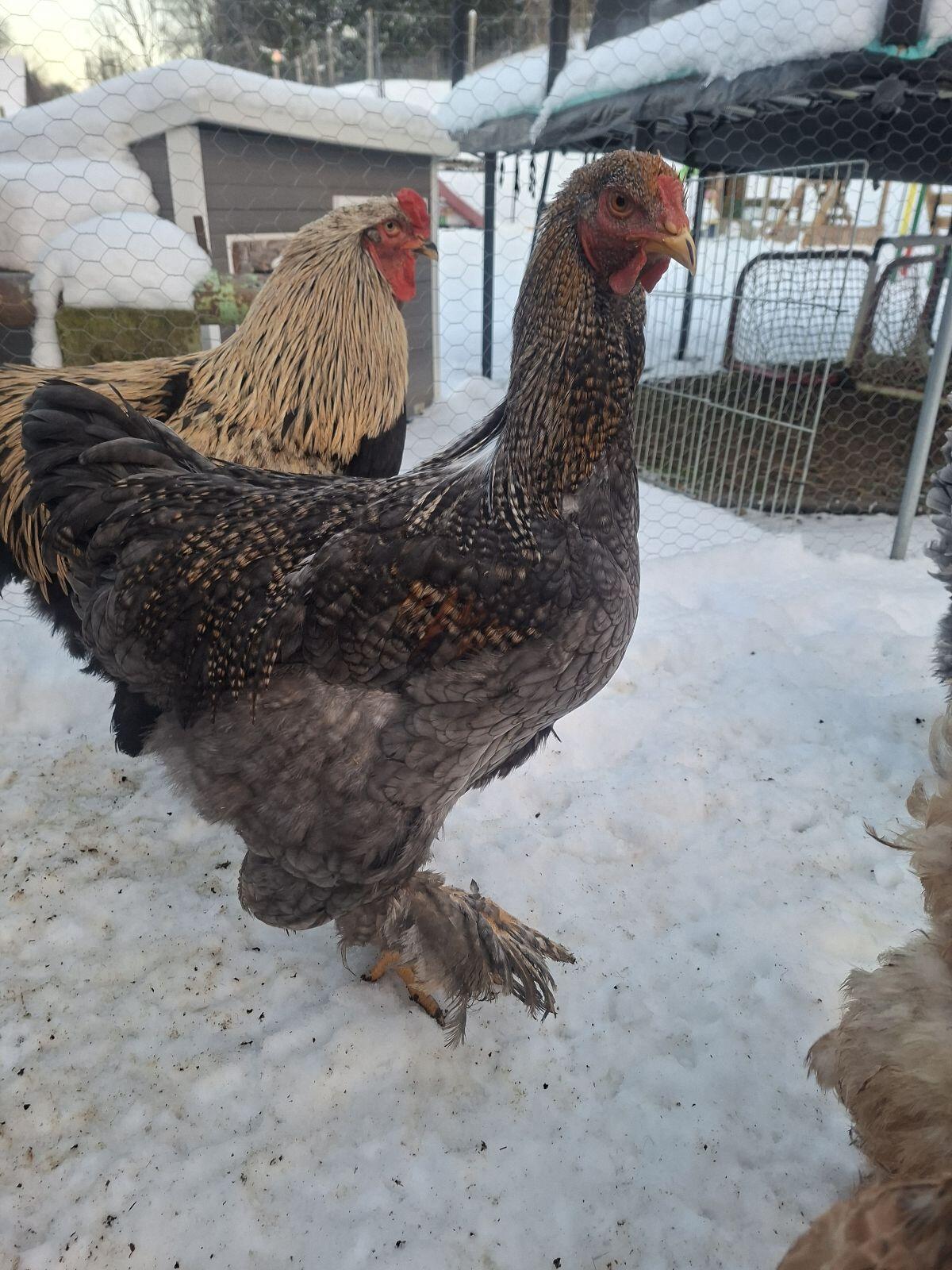 Brahma Hähne 3