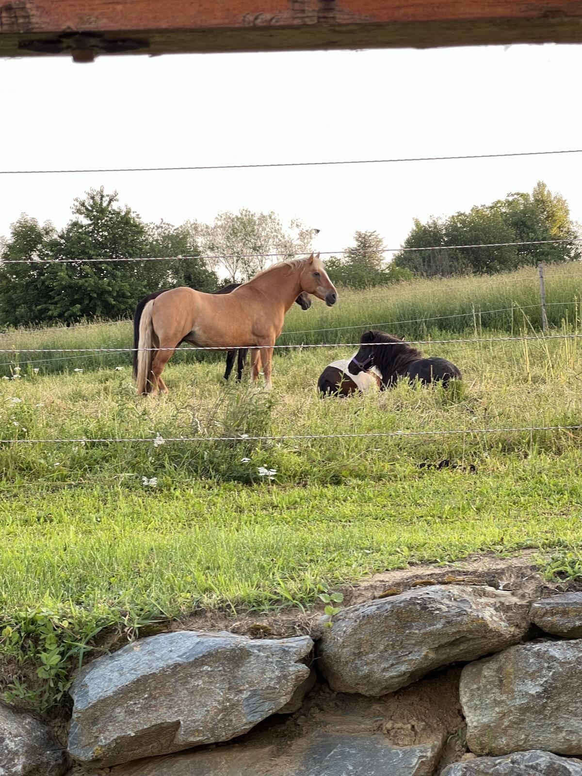 Pferde-Einstellplatz 2