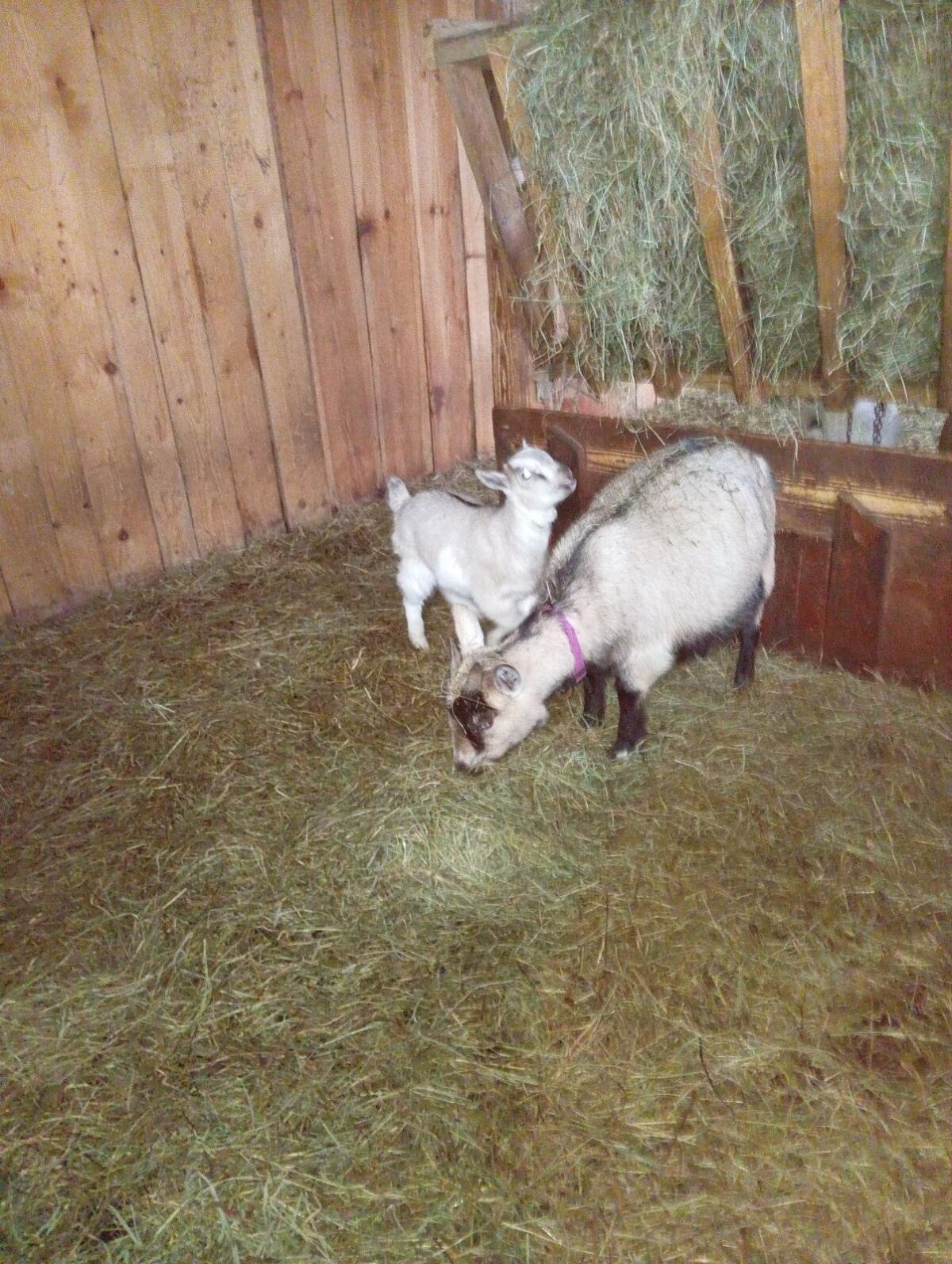 Max und Moritz - Mini-Zwergziegen 3