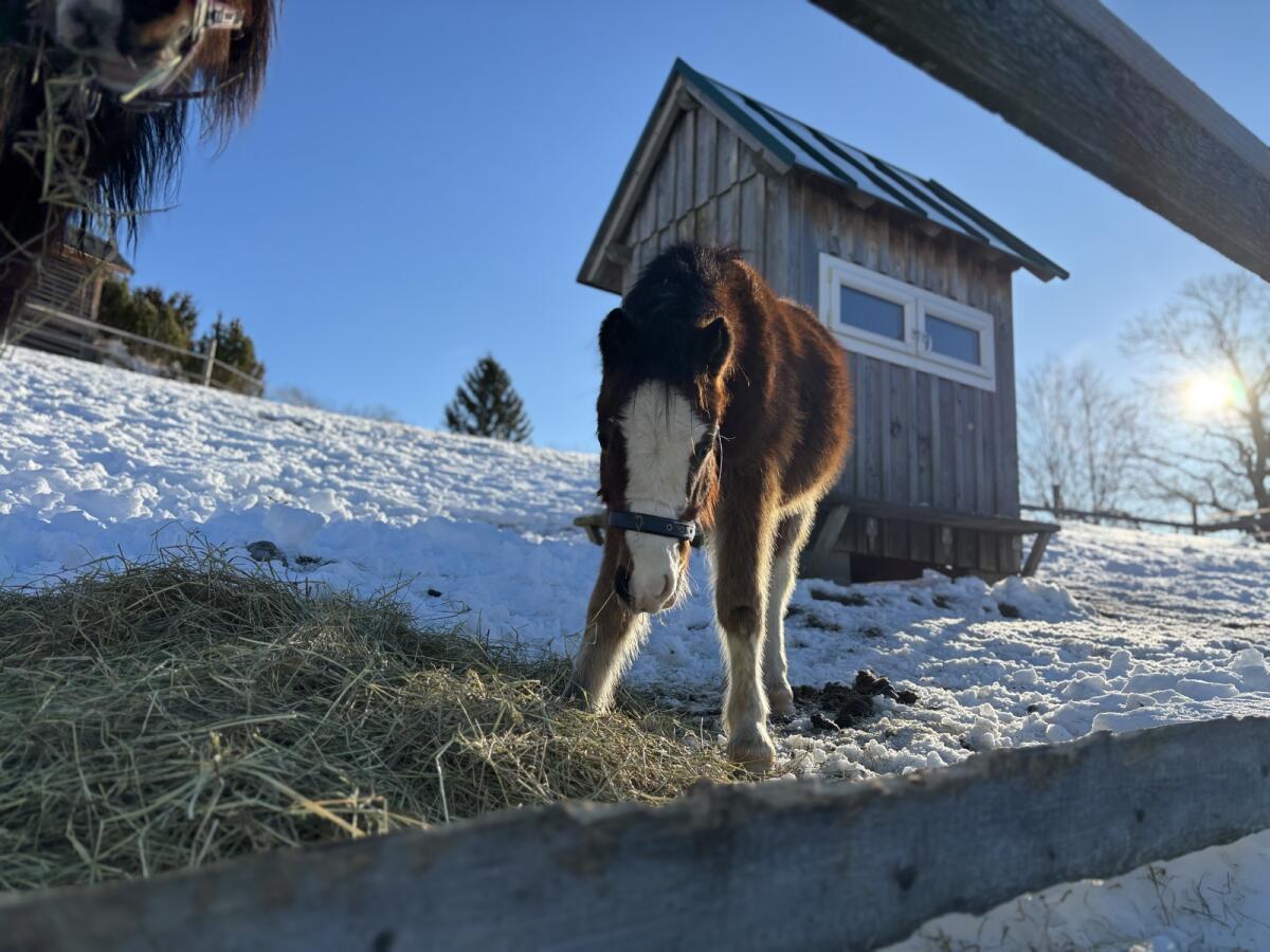 Brave Ponys & Kleinpferde 2