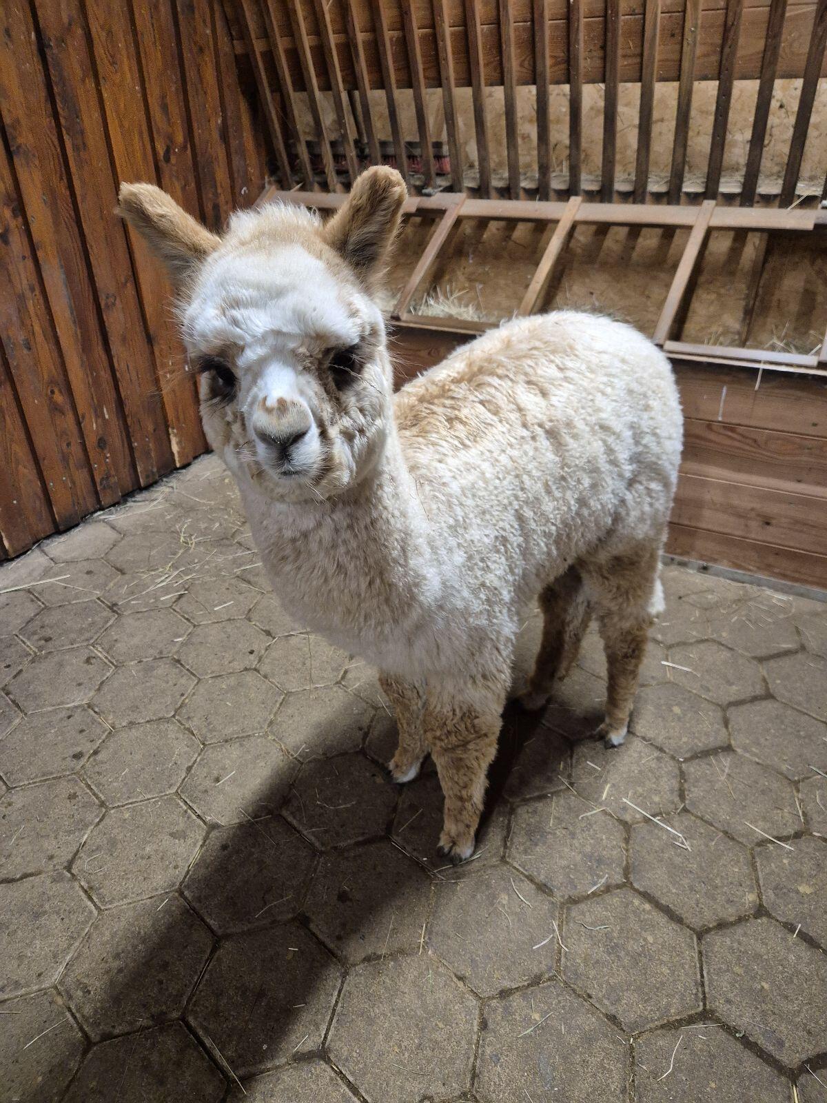 Alpaka 3