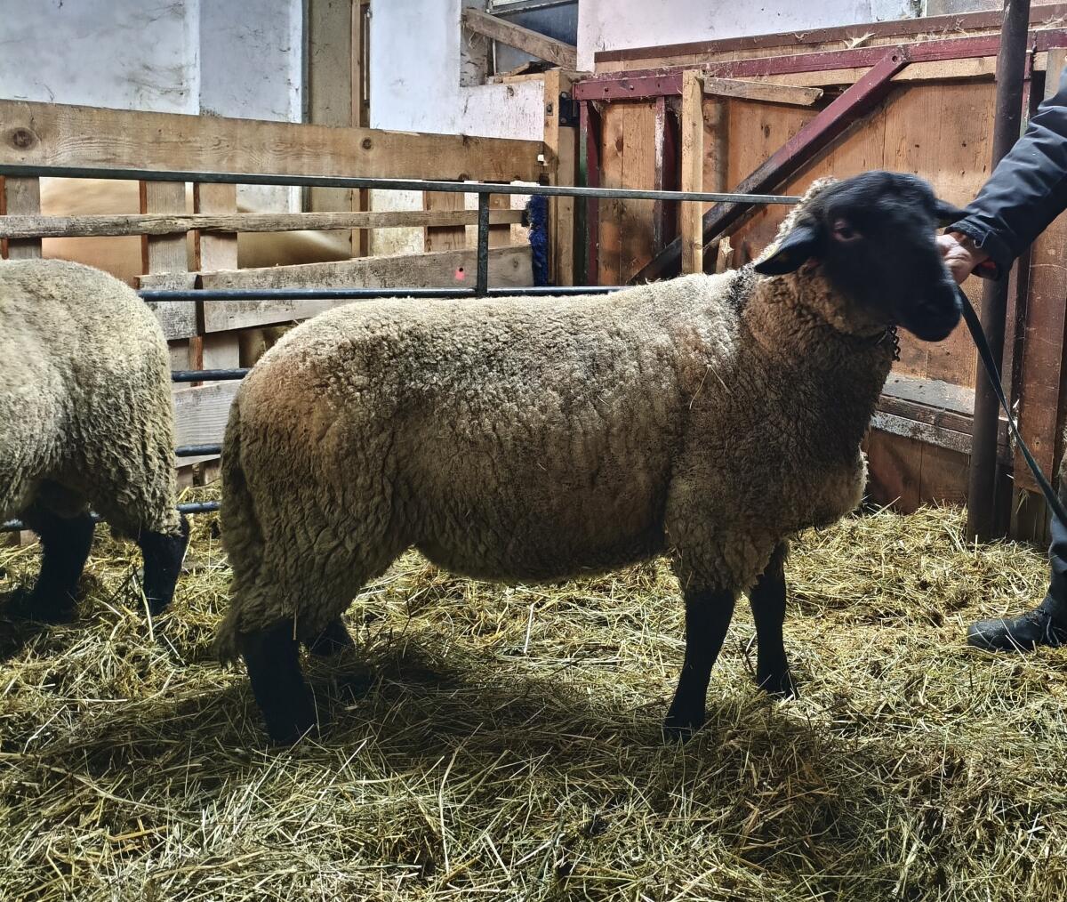 BIO Suffolk-Widder 2