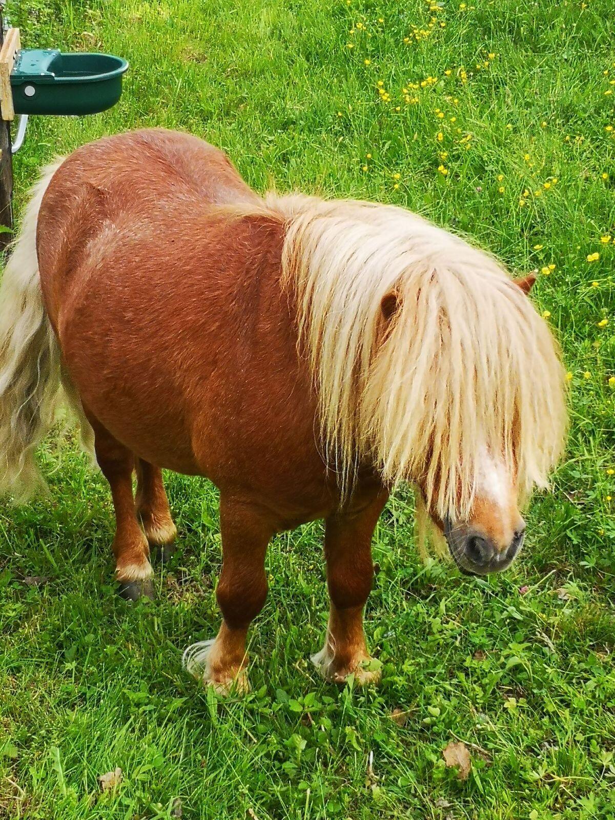 Mini Shetlandpony 3