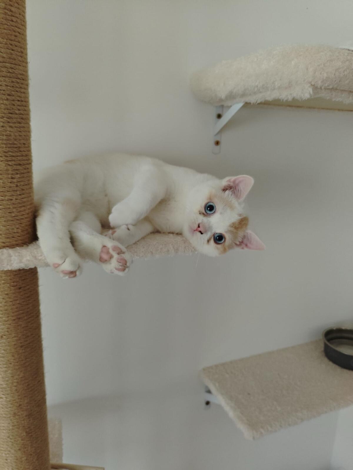 Britisch Kurzhaar Kater 2