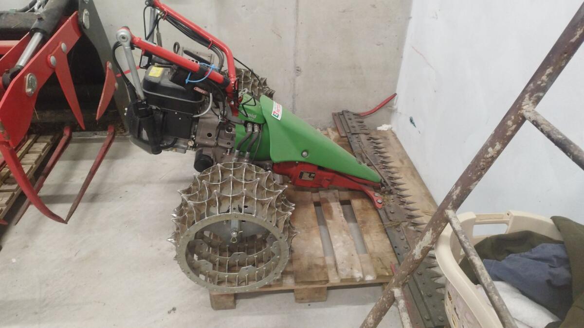 Rapid Rex 2020 2