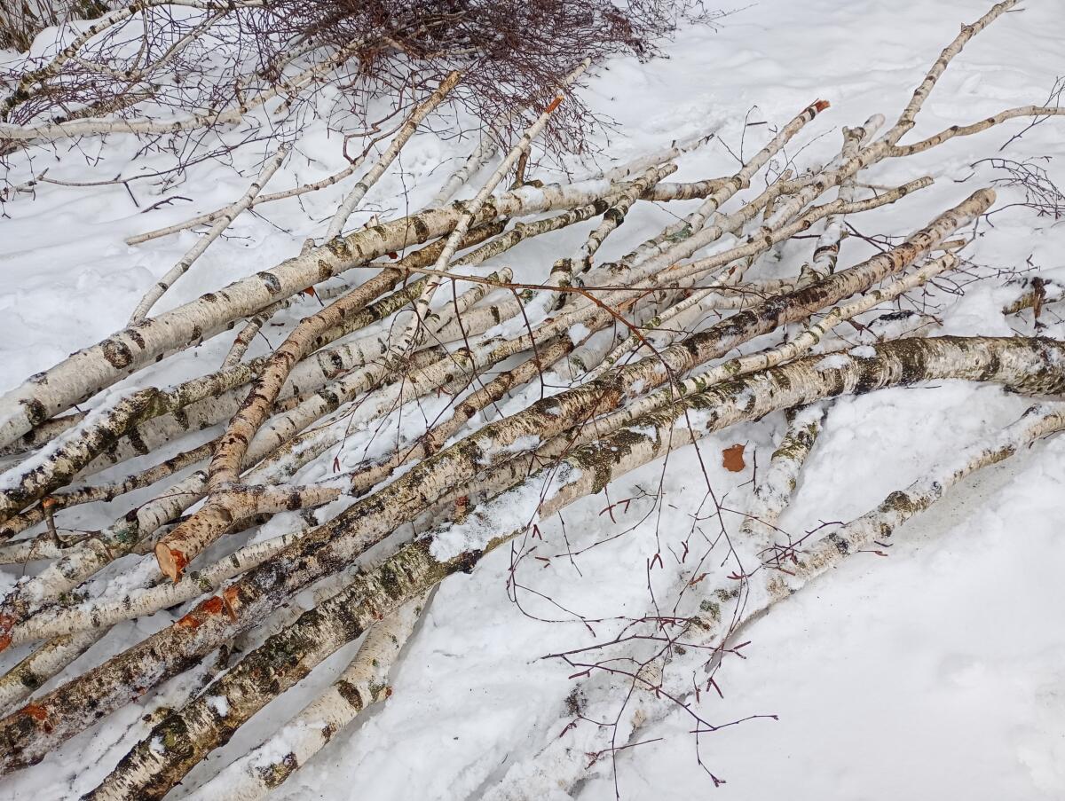 Frische Birkenäste 3