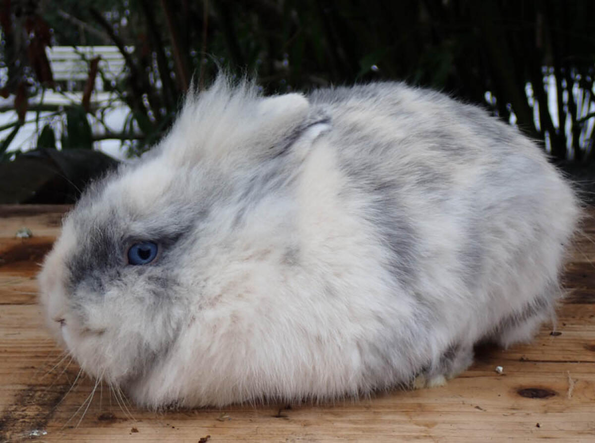 Nur noch 1 Zwerg-Löwenkopf-Kaninchen (Frühkastrat) 2