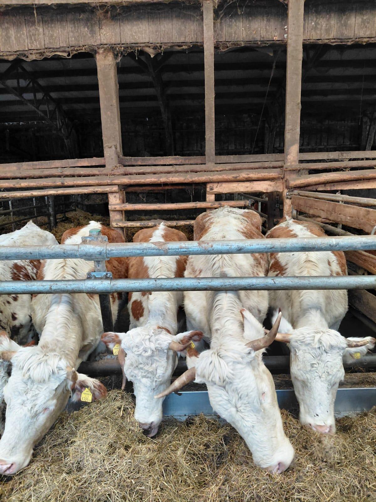 Ennstaler Bergschecken 2