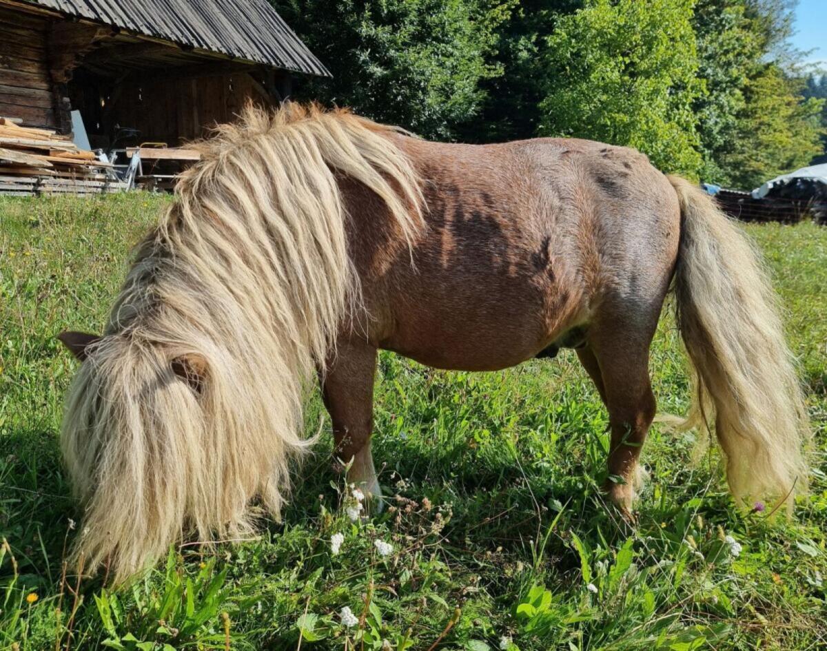 Mini Shetlandpony 2