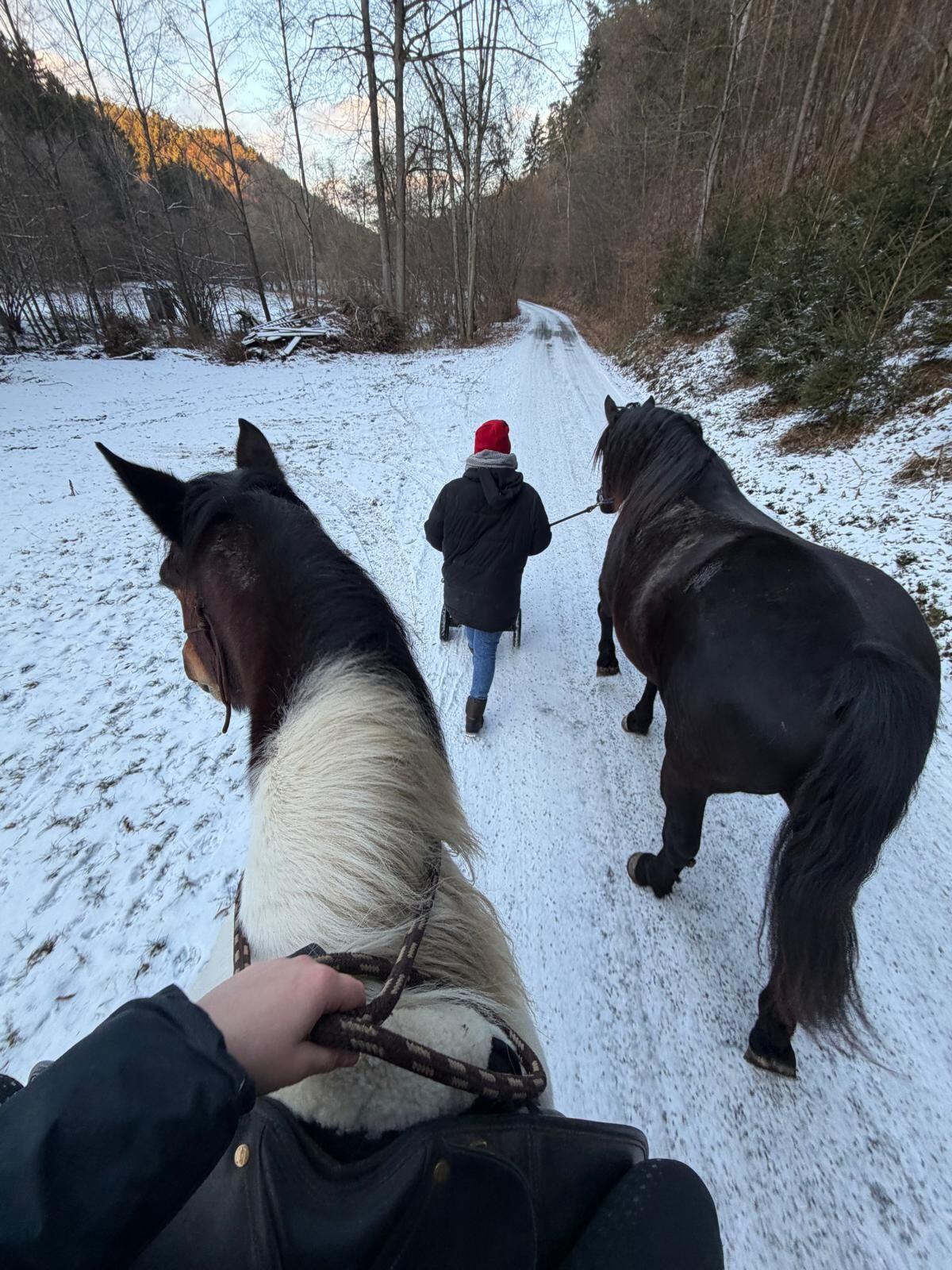 Noriker Stute/Beistellpferd 3