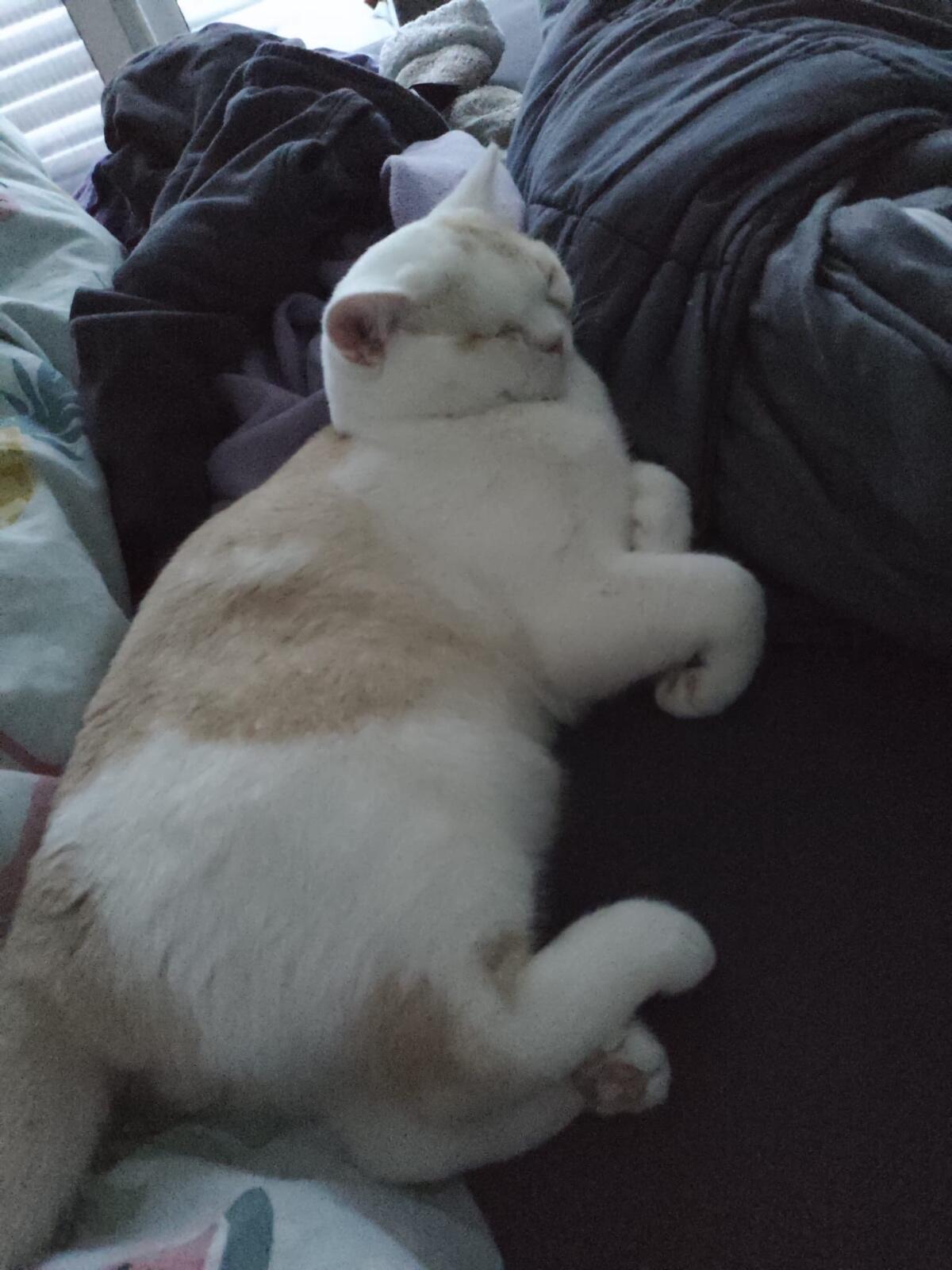 Britisch Kurzhaar Kater 3