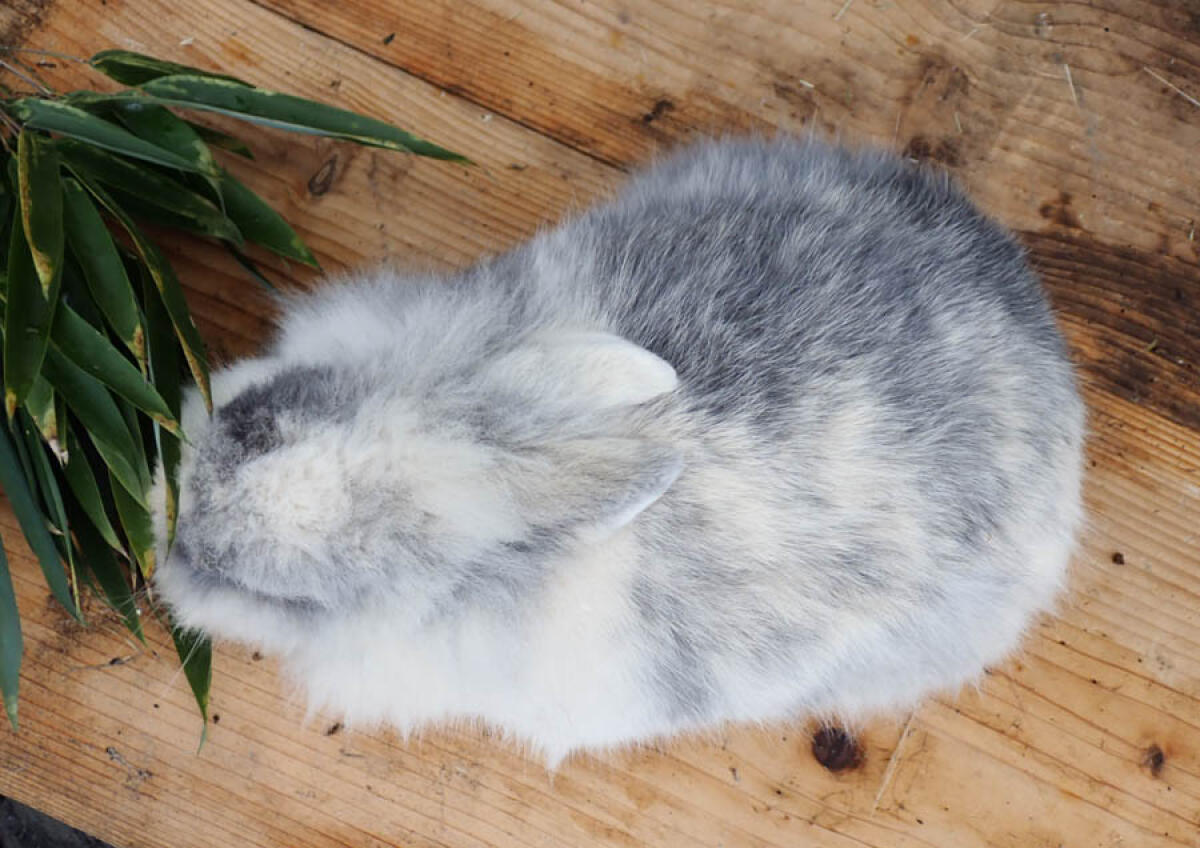 Nur noch 1 Zwerg-Löwenkopf-Kaninchen (Frühkastrat) 3