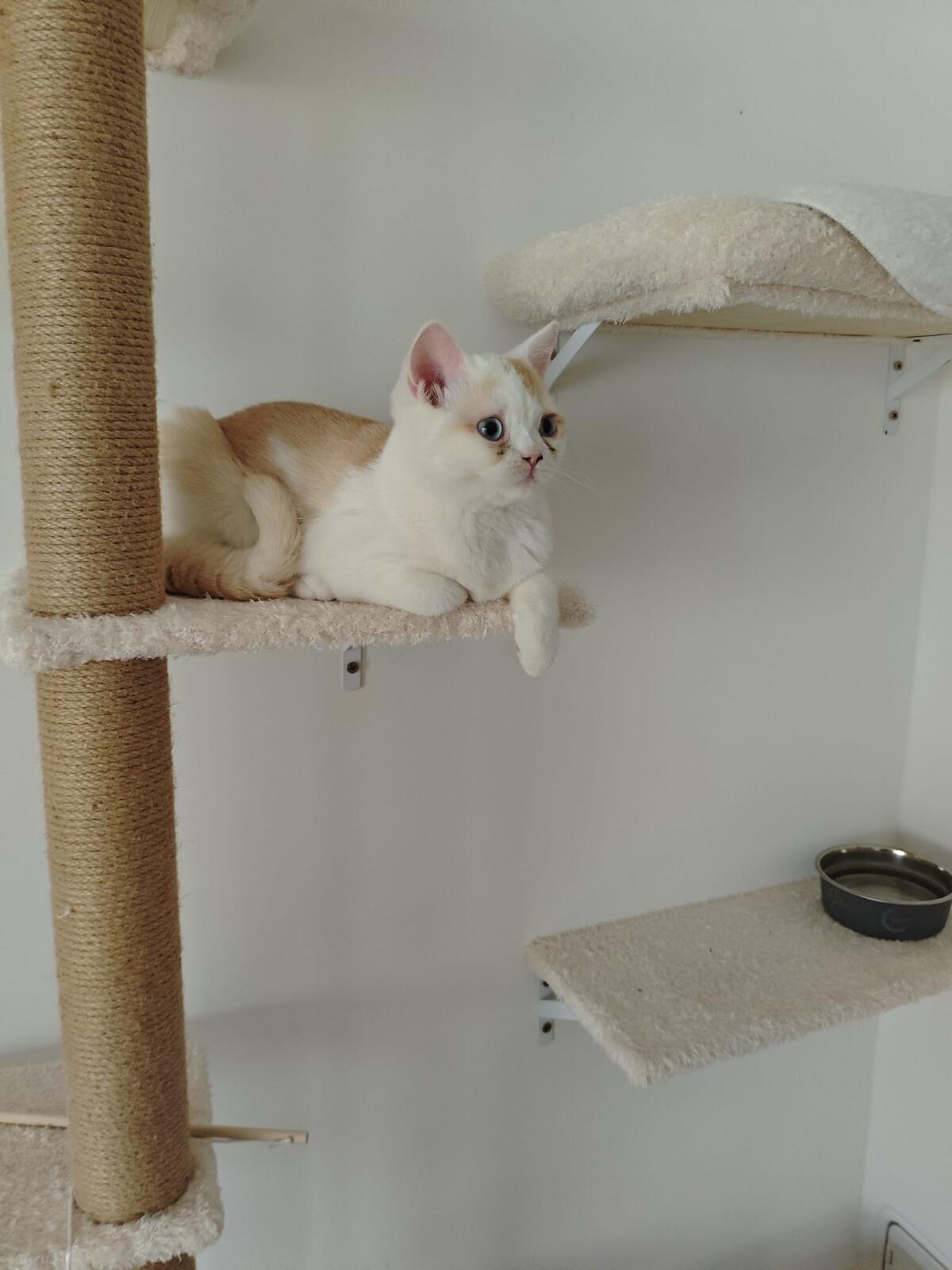 Britisch Kurzhaar Kater 1