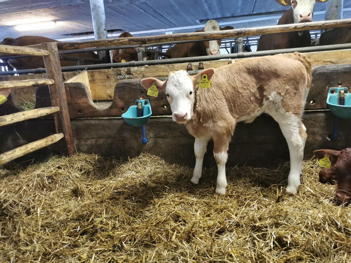 Fleckvieh-Zuchtkalb 3