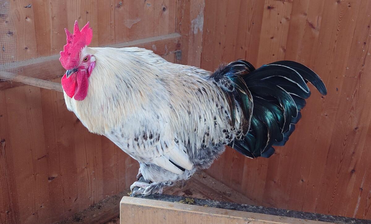 Brakel/Marans Mixhahn zu vergeben 3