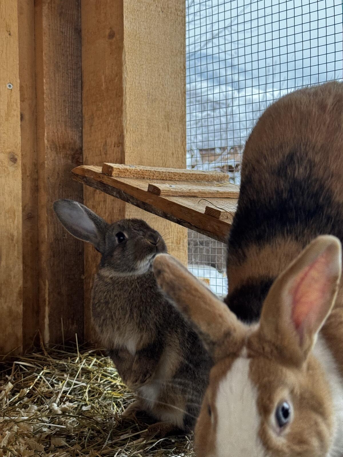 3 wildfarbene Zwergkaninchen zu vergeben 2