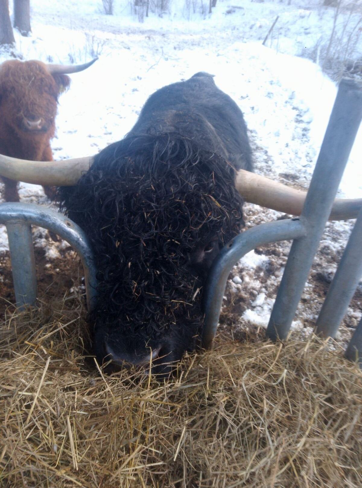 Highland Bulle Bio 3