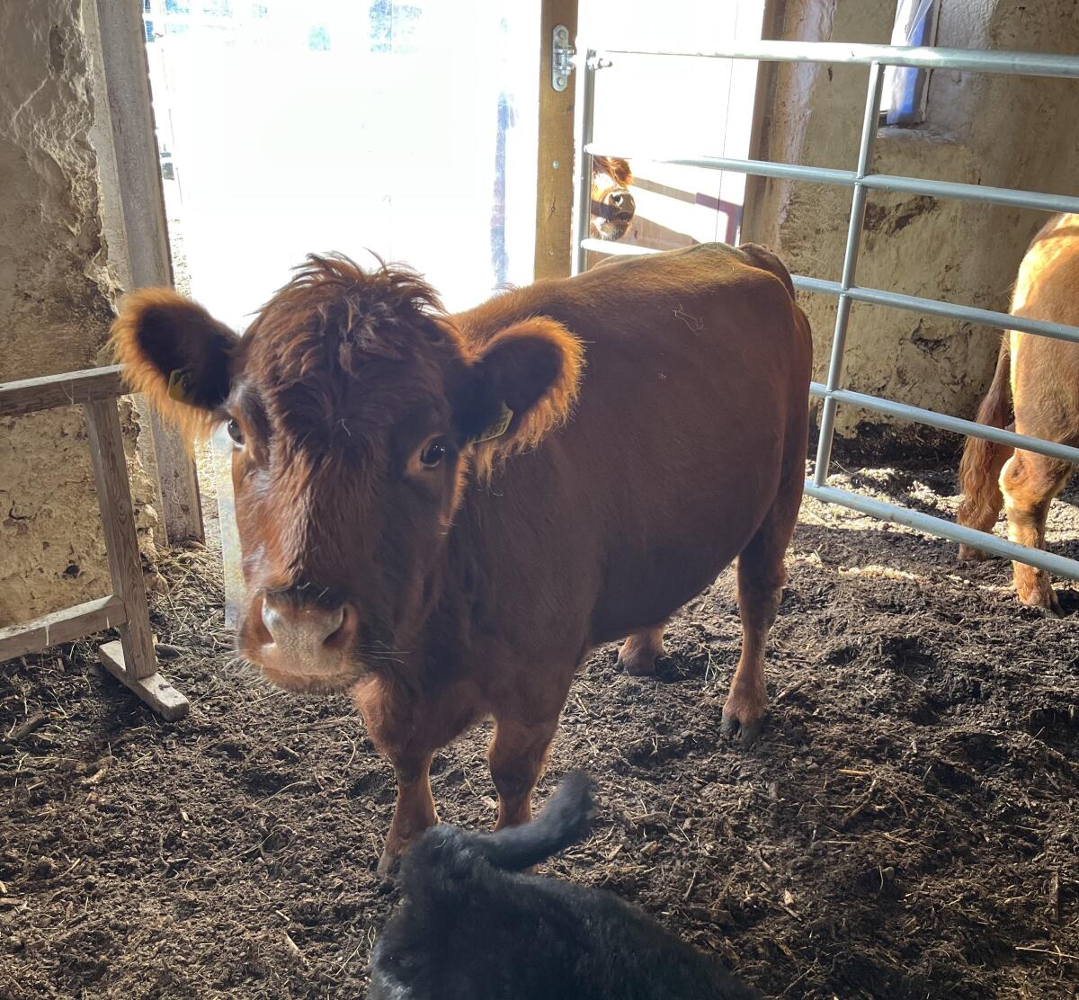 Dexter Stierkalb zur Zucht 3