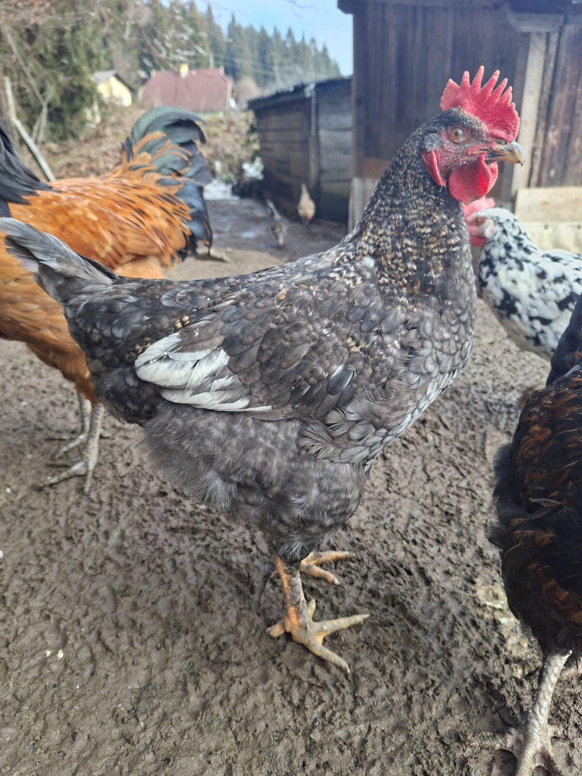 Junger Hahn/Hähne 3