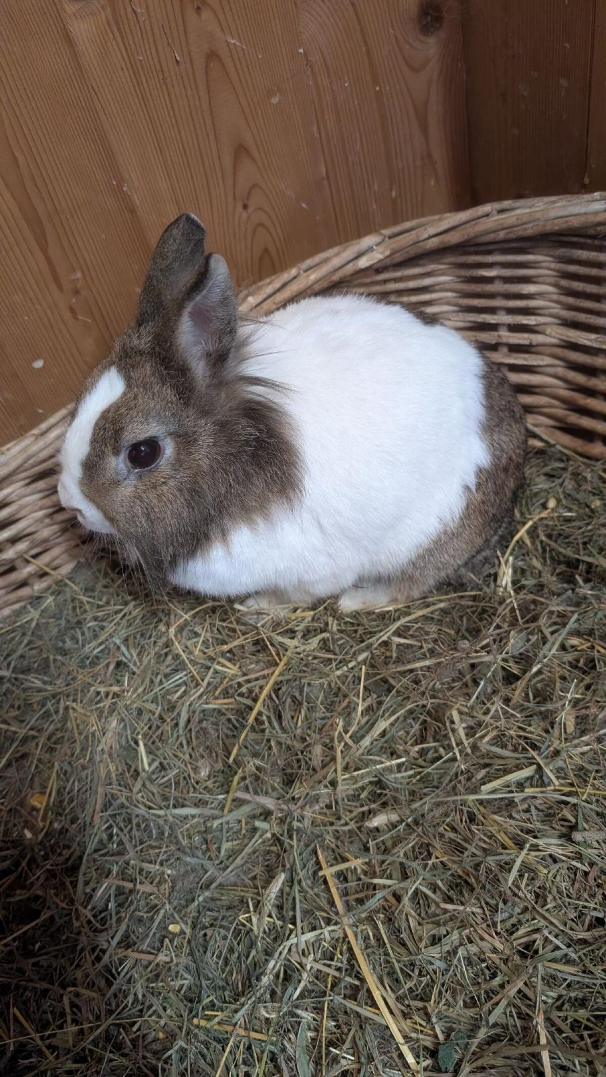 Löwenkopf Zwergkaninchen Weibchen - 2 Jahre alt 3