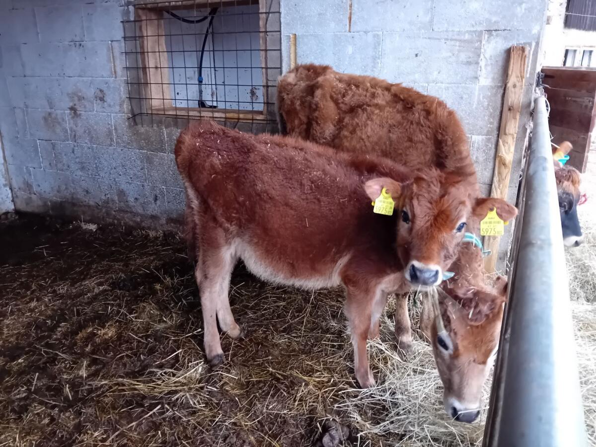 Jersey Kalb/Kalbinnen zum Verkaufen 2