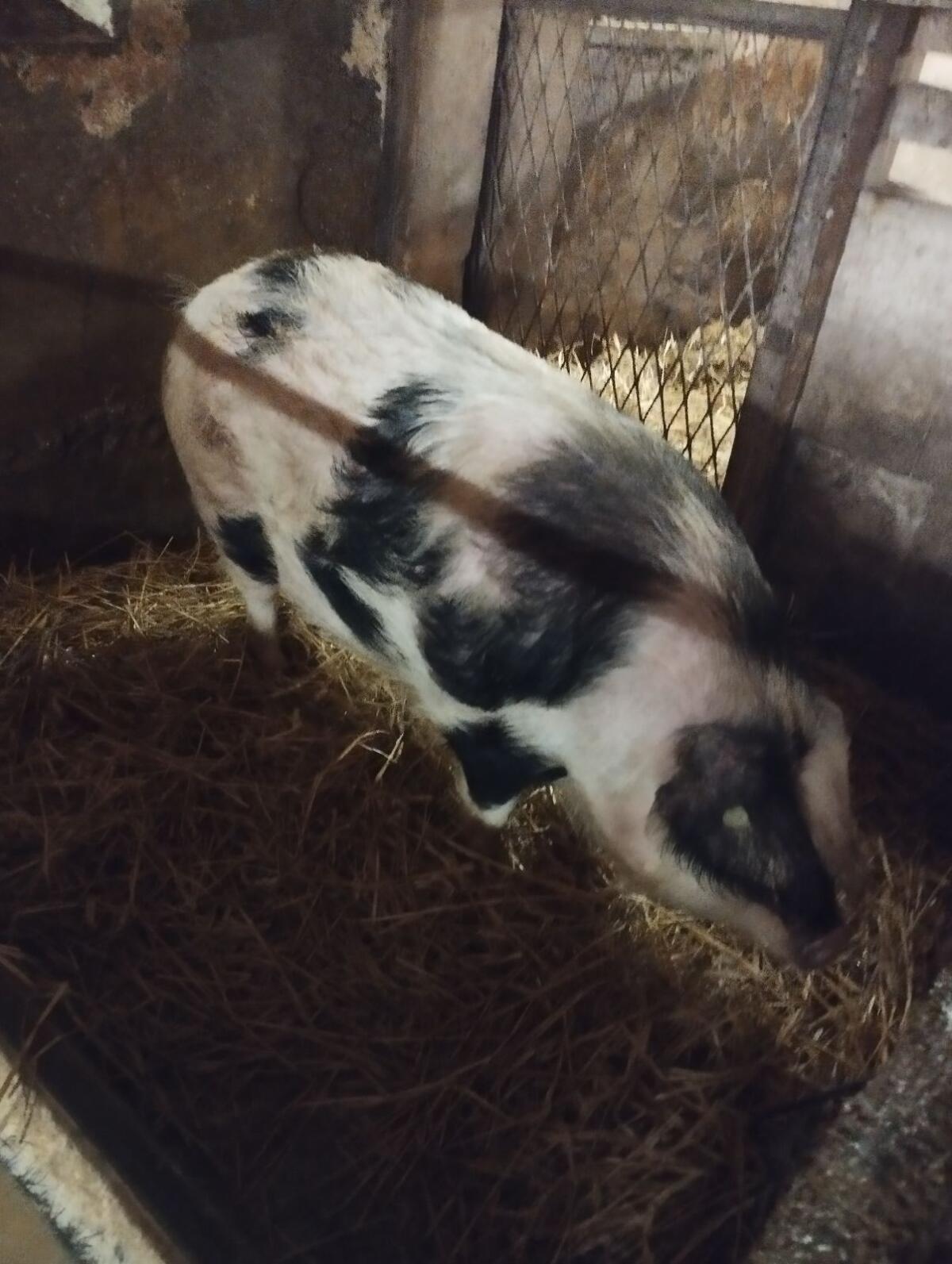 Betriebsauflösung 3