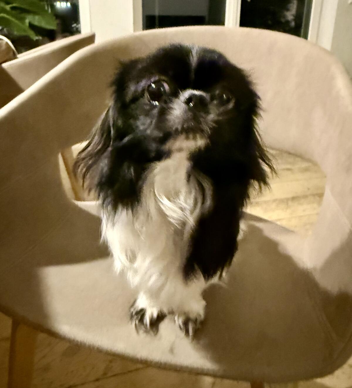 Kleine Hündin 8 Monate alt sucht ein Körbchen 3