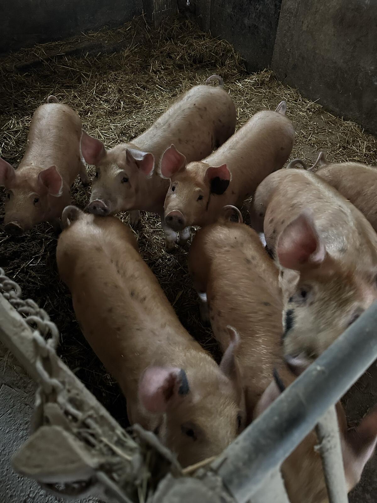 Duroc x Pietrain Ferkel 2