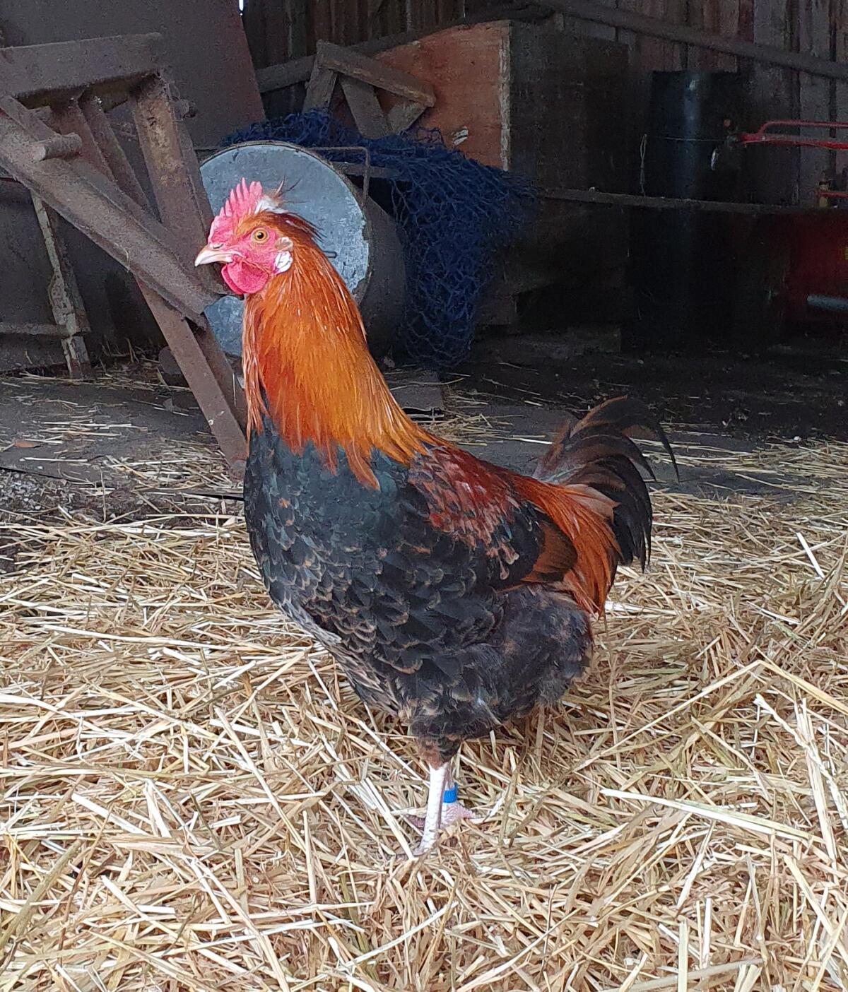 Reinrassige Sulmtaler Hähne und -Mixe (75%) 2