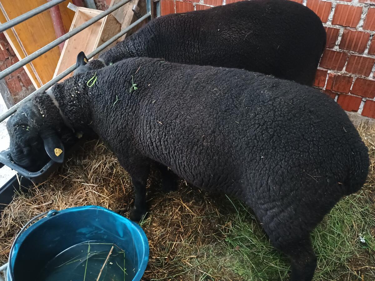 Bio-Jura SBS Zuchtwidder 3