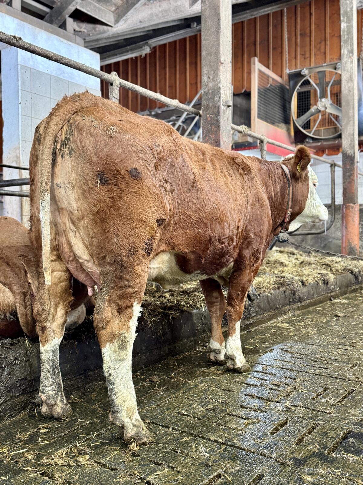 Erstkalbskuh aus dem Betrieb Moitzi in Obdach 3