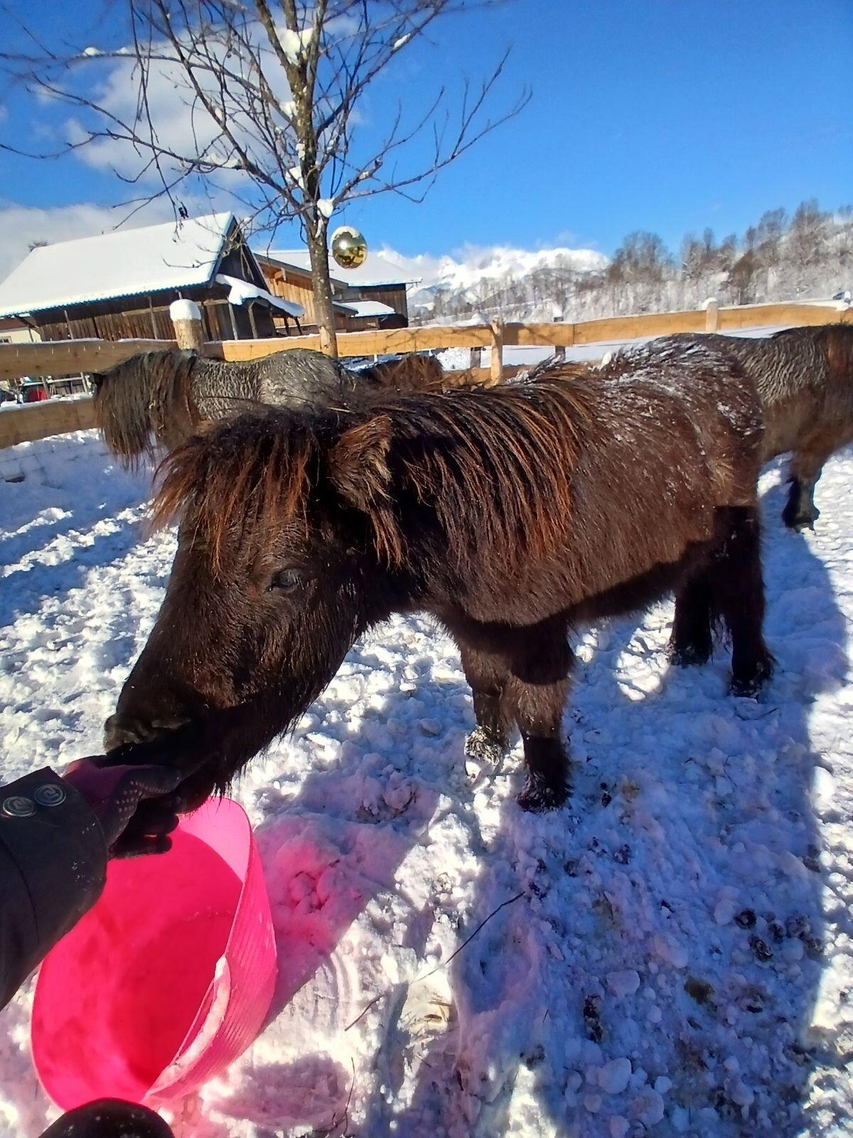 Minishetlandpony 2