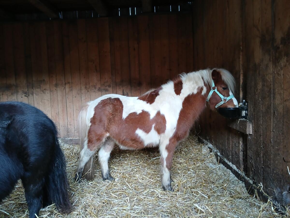 Ponywallach und Ponystute zu verkaufen. Beide mit Papieren 2