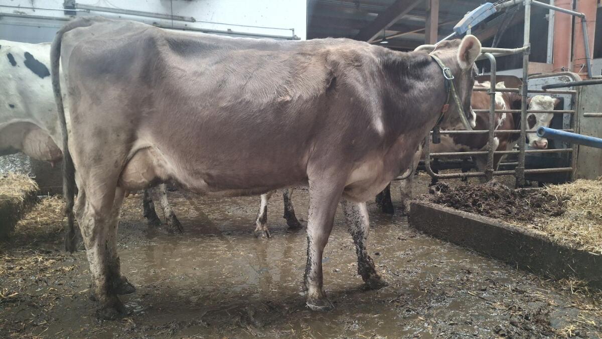 Brown Swiss Zweitkalbskuh mit 30 l Tagesgemelk 2
