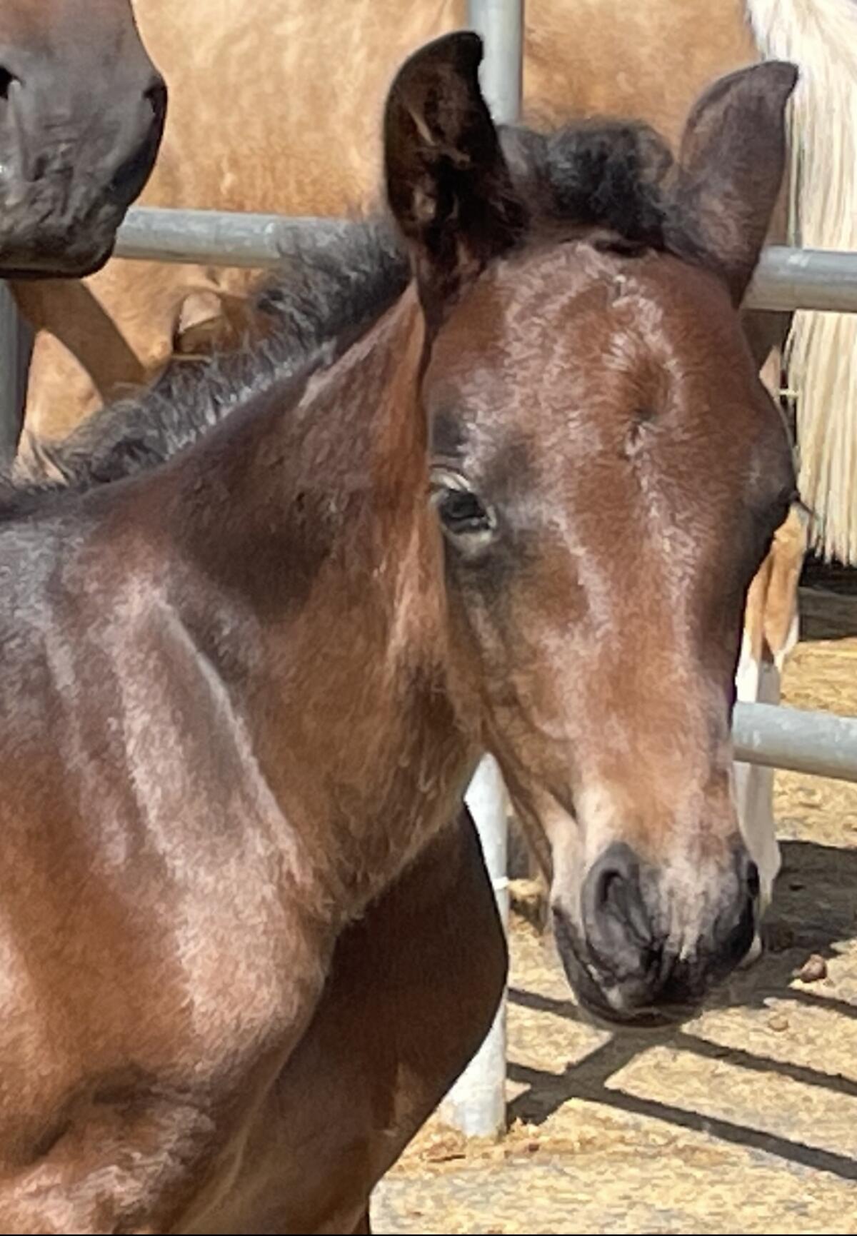 Chicer Iberer-Reitpony-Cross, Wallach, 2-jährig 3