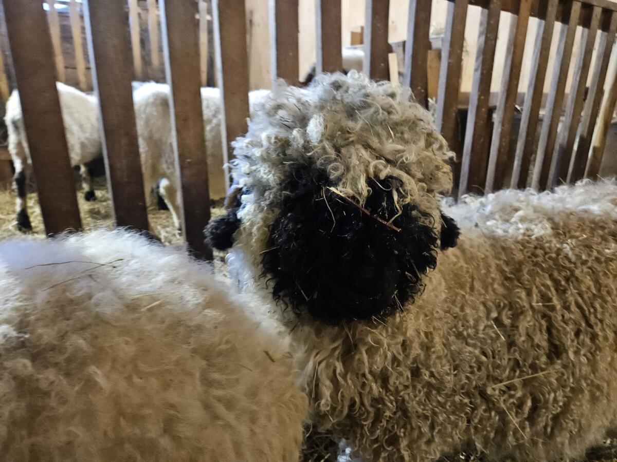 Walliser Schwarznasen Widderlamm 3