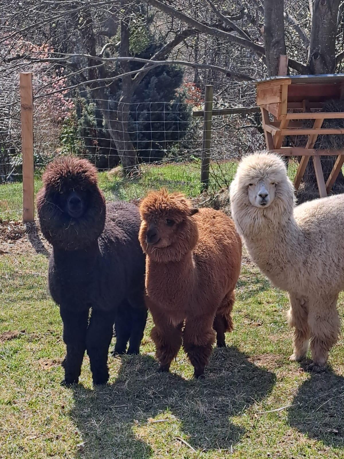 Alpakas 2