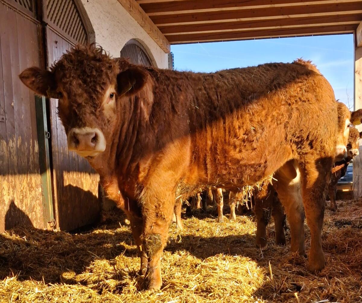 Limousin Sprungstiere 3