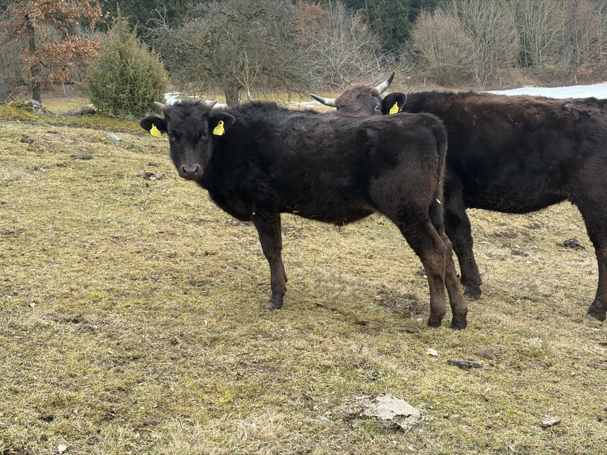 Wagyu Kuhkälber 2
